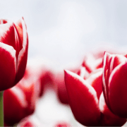 Tulips, Depositphotos