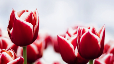 Tulips, Depositphotos