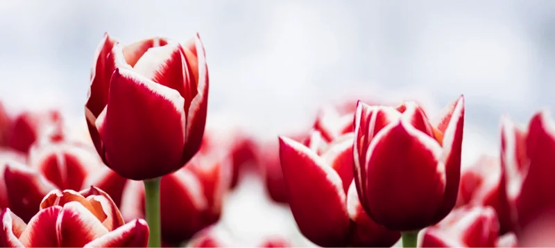 Tulips, Depositphotos